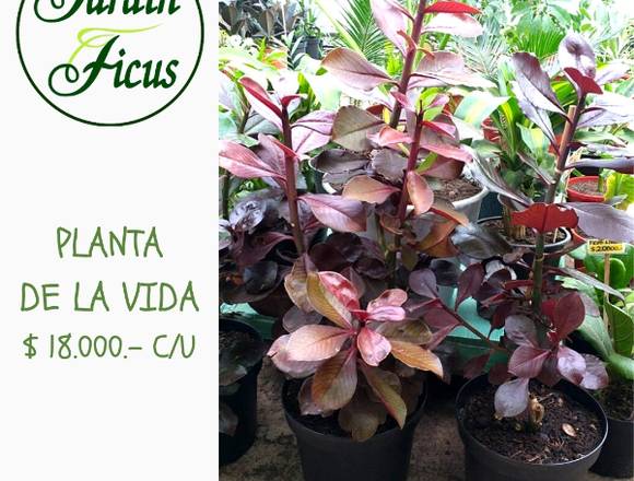 Hermosa Planta de la Vida en Quilpué (Comuna)