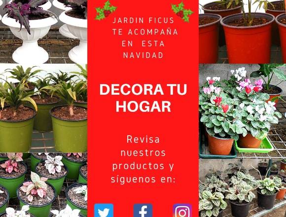 Hermosas PLANTAS INTERIOR, para esta Navidad. en Quilpué (Comuna)