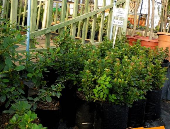 Plantas para jardín y cercos vivos en Quilpué (Comuna)