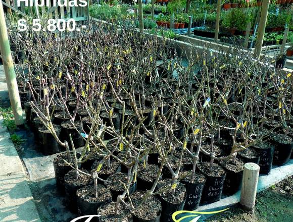 Rosas Híbridas de Té