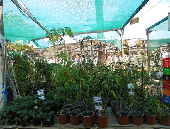 Jardín Ficus Quilpué Planta Ají Cacho de Cabra en Quilpué (Comuna)