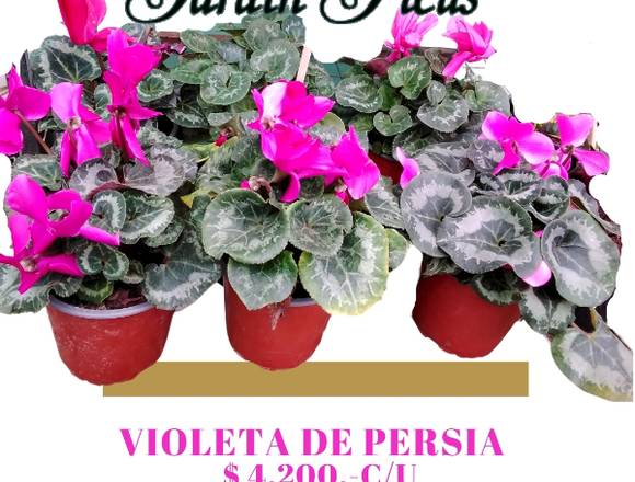 HERMOSAS VIOLETAS DE PERSIA en Quilpué (Comuna)