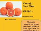 Naranjo Cara Cara - Árboles Frutales Jardin Ficus en Quilpué (Comuna)