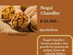 Nogal Chandler-Árboles Frutales, Jardín Ficus en Quilpué (Comuna)