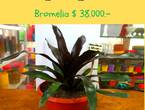 Jardín Ficus Quilpué les ofrece hermosa Bromelia