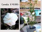 Jardin Ficus Quilpué les ofrece hermosa Camelia