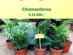 @jardinficus ofrece bellas Chamaedoreas