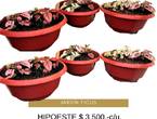 Hipoeste, hermosa planta de interior a $ 3.500.- en Quilpué (Comuna)