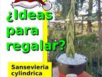 Sansevieria Cylíndrica para esta Navidad en Quilpué (Comuna)
