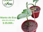 Hermosa planta Manto de Eva en Quilpué (Comuna)