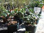 Jardín Ficus Quilpué les ofrece Rafiolepis en Quilpué (Comuna)