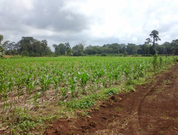 Vendo Hermosa Finca. en Guácimo (Cantón)