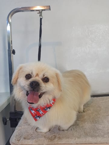 Peluquería Canina | Estética Canina en Maldonado (Localidad)