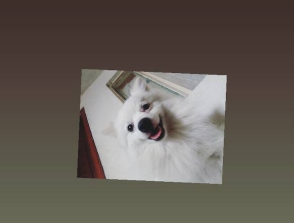 Se alquila perro para monta (no se vende)