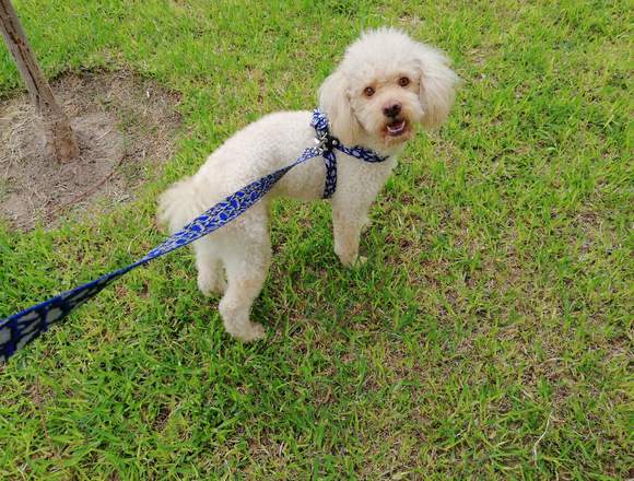 Servicio monta poodle mediano – Foto 2 de 2