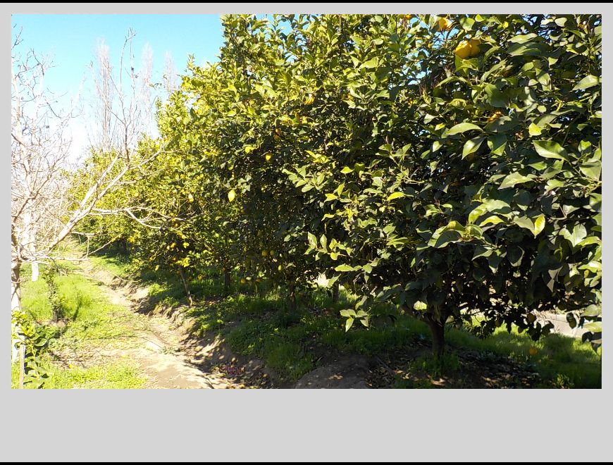 1000 ALMENDROS 12000M2 R/TECNIFICADO VENTA DIRECTA en Los Andes (Comuna)
