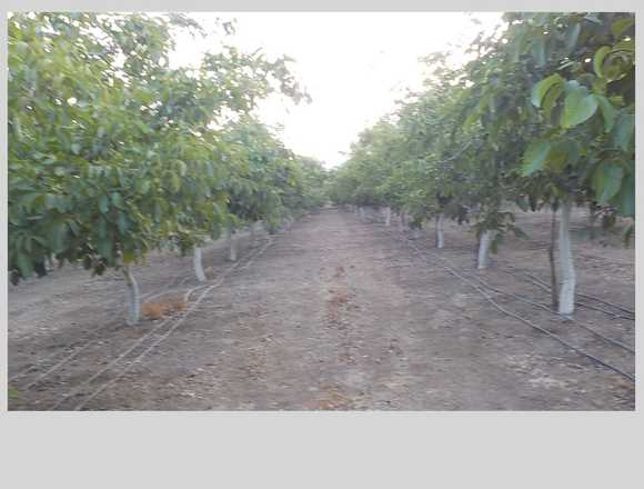 CHILE CERCA DE SANTIAGO VENDO 3 HA CON 900 NOGALES