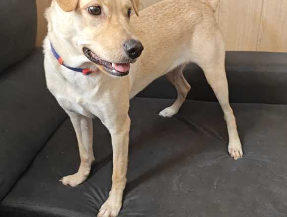 Adopción de labrador 1año