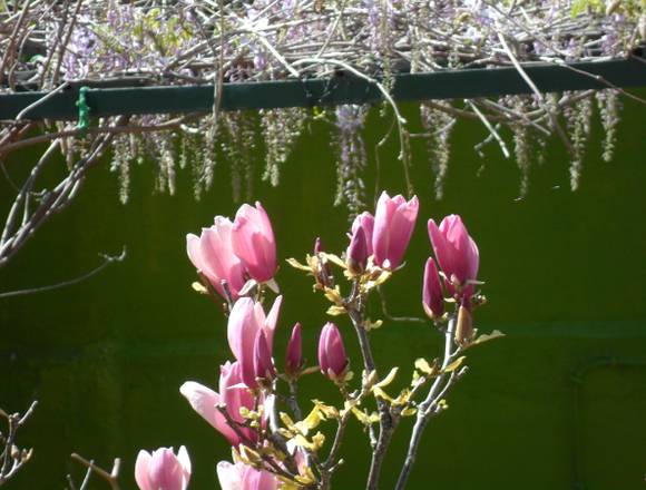 JARDINAGEM - serviços de cuidados de jardim em Lisboa (Concelho)