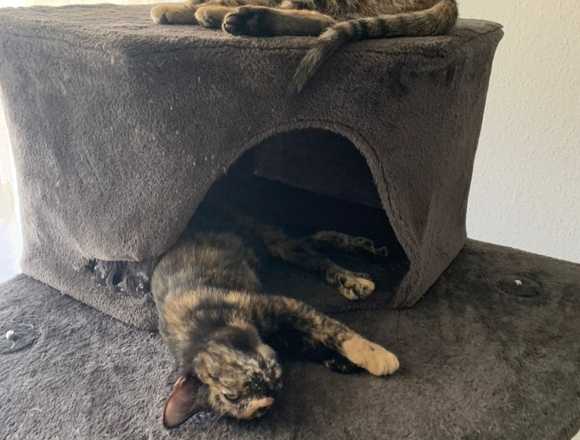 SE REGALAN GATITAS DE 3 meses en Madrid (Municipio)