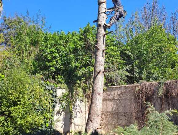 Jardinería poda y tala de árboles complejos Talca en Talca (Comuna)