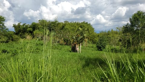 SE vende lote en Quimbaya en la vereda santana en Quimbaya (Municipio)