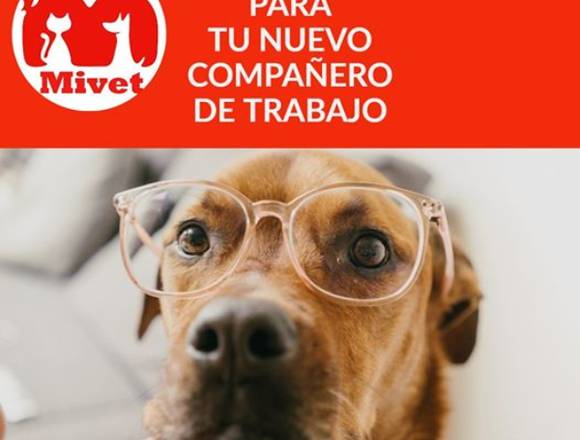 URGENCIAS-CIRUGIAS VETERINARIAS LAS 24 HRS en Montevideo (Localidad)