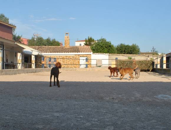 Residencia canina en plena naturaleza en Chiva (Municipio)