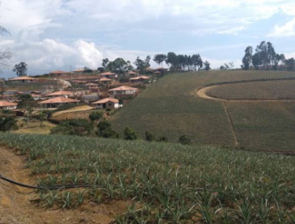 parecela mesa de los santos vereda el tabacal en Girón (Municipio)