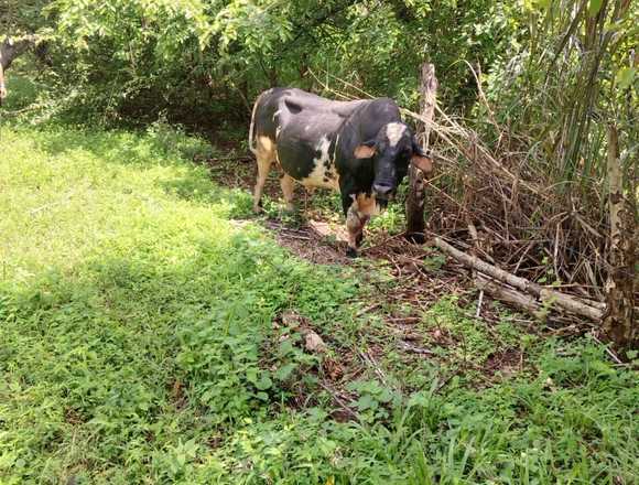 Recompensa por animal perdido en Pasaco (Municipio)