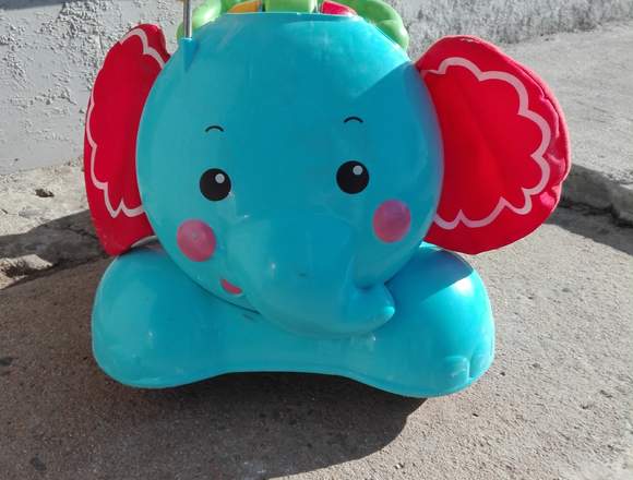 Corre pasillos elefante en Viña del Mar (Comuna)