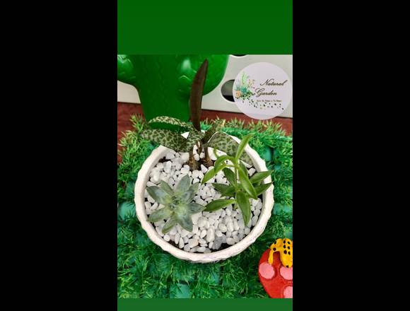 Ventas plantas ornamentales, cactus y suculentas en Panamá (Distrito)