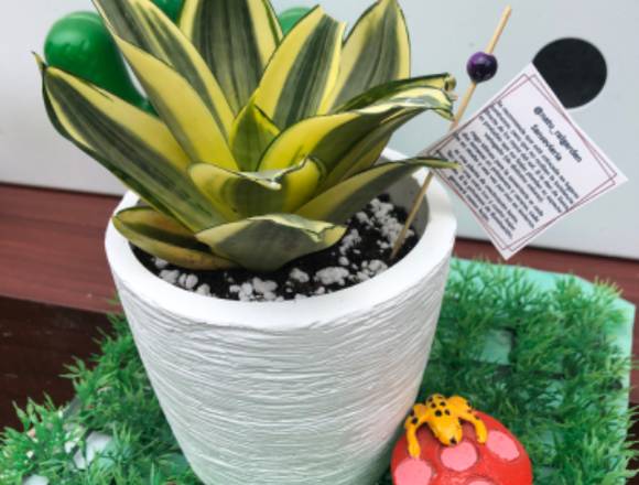 Ventas plantas ornamentales, cactus y suculentas