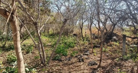 LOTE VENTA PEDREGAL SANTIAGO TEPETLAPA PARA CONSTRUIR en Tlalmanalco (Municipio)