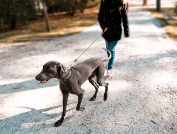 Paseadora Canina en Madrid en Madrid (Municipio)