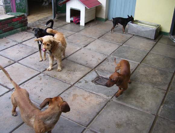 GUARDERIA CANINA PATA LIBRES DE CANILES en Marcos Juárez (Localidad)