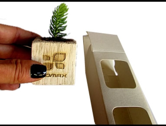 Suculenta en mini matera de madera con caja