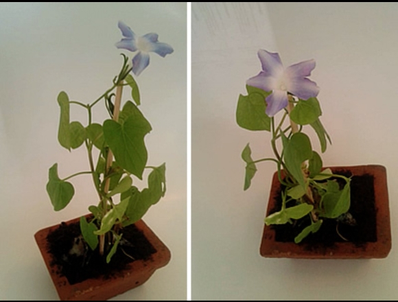 Tarjeta GERMINABLE PREMIUM Tamaño 9×5 cm