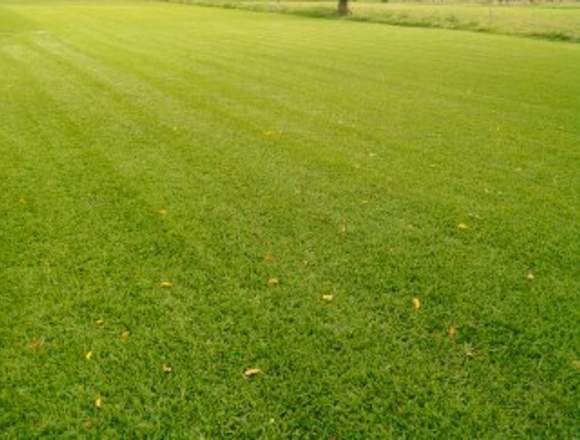 Venta de pasto en rollo san agustin en Morelos (Municipio)