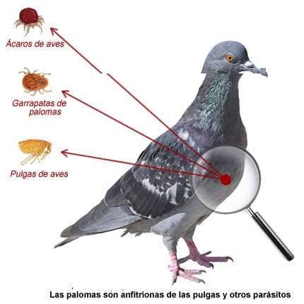 Realizamos fumigaciones contra pulgas piojos de palomas garrapatas cuc