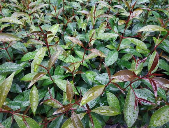 Eugénias para sebes em Sintra (Concelho)
