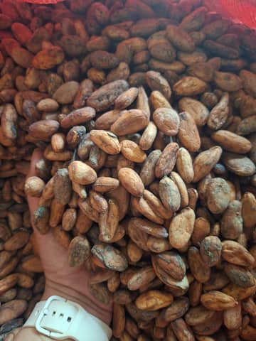 🌱 Puro cacao natural. en La Cruz (Cantón)
