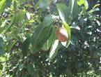 OPORTUNIDAD DE INVERSION FINCA DE 3.5 MANZANAS