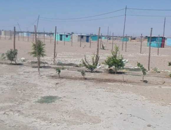 OCASION REMATO LOTE DE 1000 M2 EN EL PEDREGAL