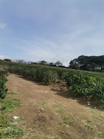 Lote de 6 ha en San Pablo, Heredia en San Pablo (Cantón)