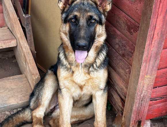 Cachorra Pastor Alemán busca hogar en Coelemu (Comuna)