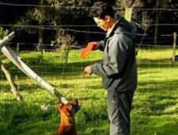 Adiestramiento Canino y Correccion de Conducta en Bogotá, D.C. (Municipio)