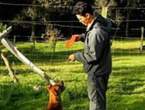Adiestramiento Canino y Correccion de Conducta