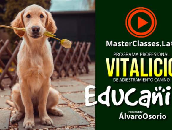 Curso de Adiestramiento Canino en videos en Lago Buenos Aires (Localidad)