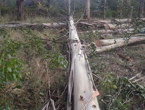 compro bosques eucaliptus y pino en Los Lagos (Comuna)